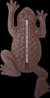 Termometro Ventosas Dise�o de Rana para Ventana o Cristal